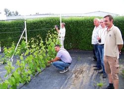 Маточник винограду розсадника Кшевінських (м. Люблін)